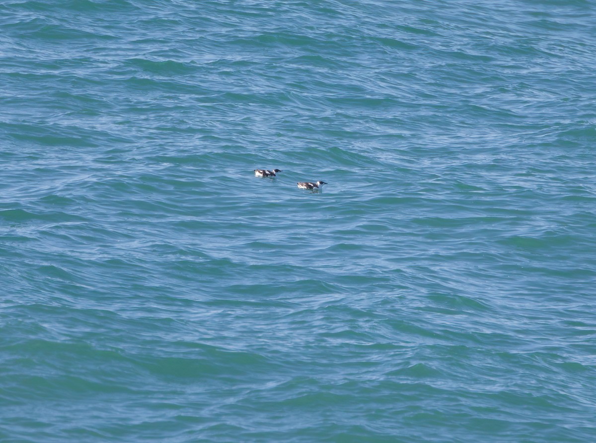 Marbled Murrelet - ML419624401