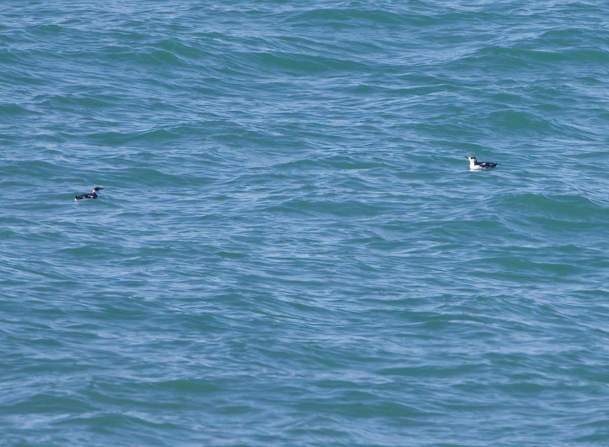 Marbled Murrelet - Andrew Kenny