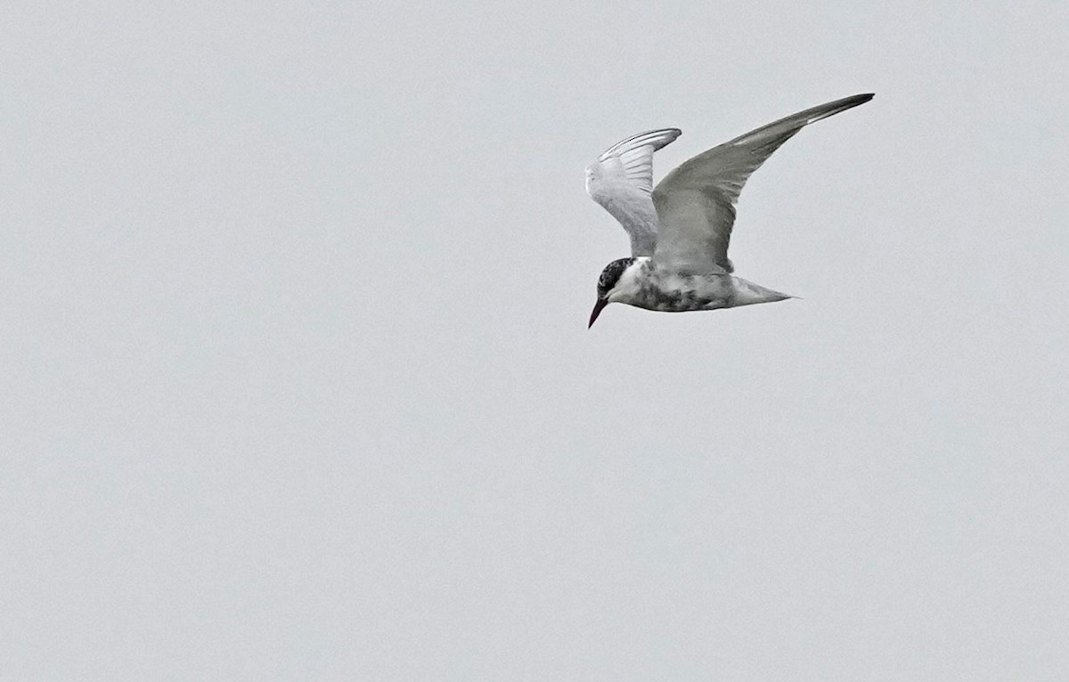 Whiskered Tern - ML419624821