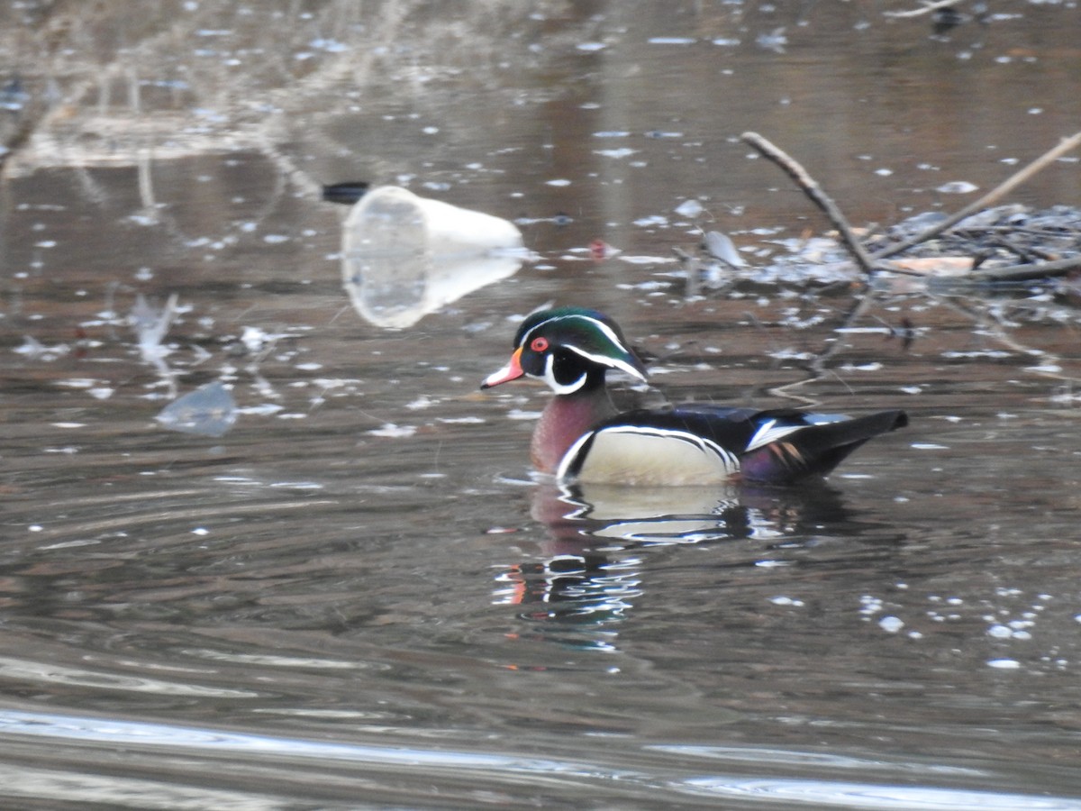 Wood Duck - ML419625741