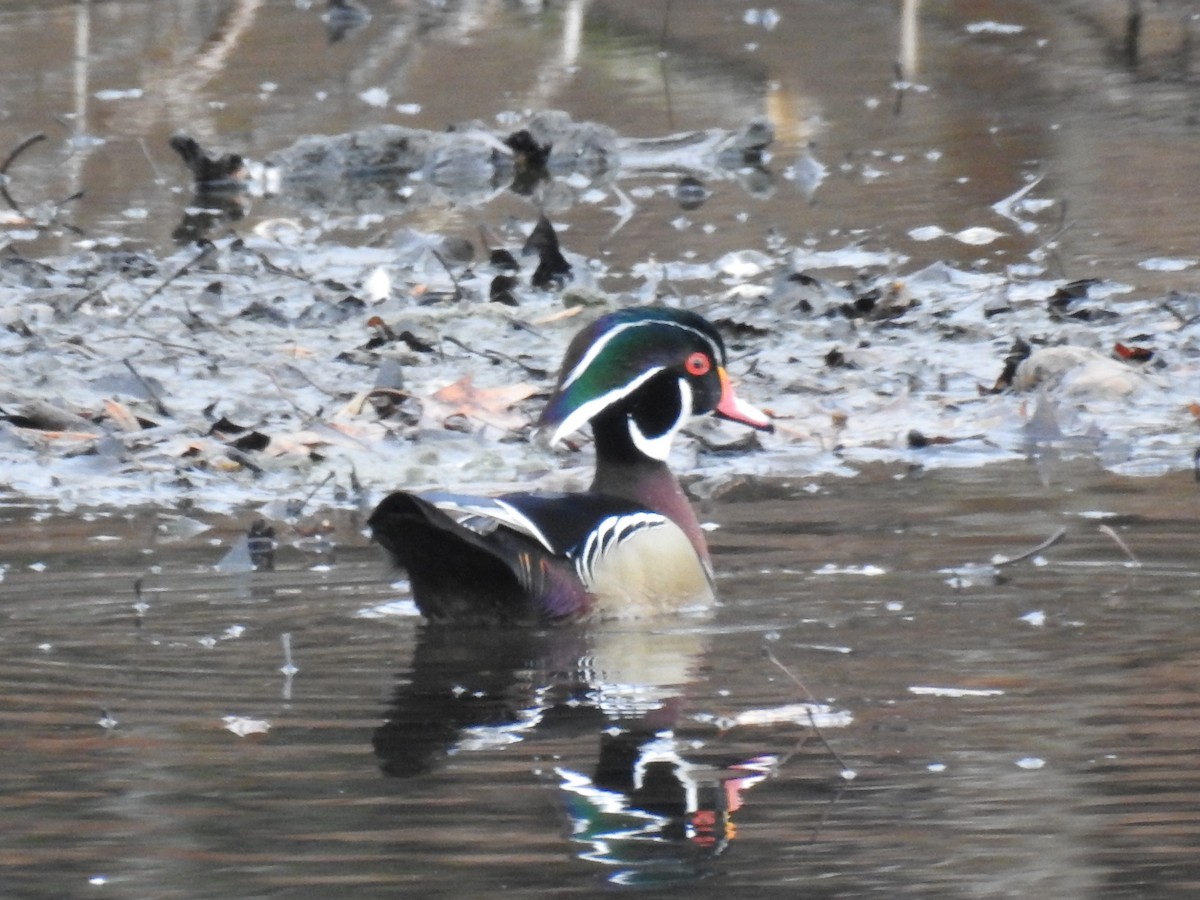 Wood Duck - ML419625761