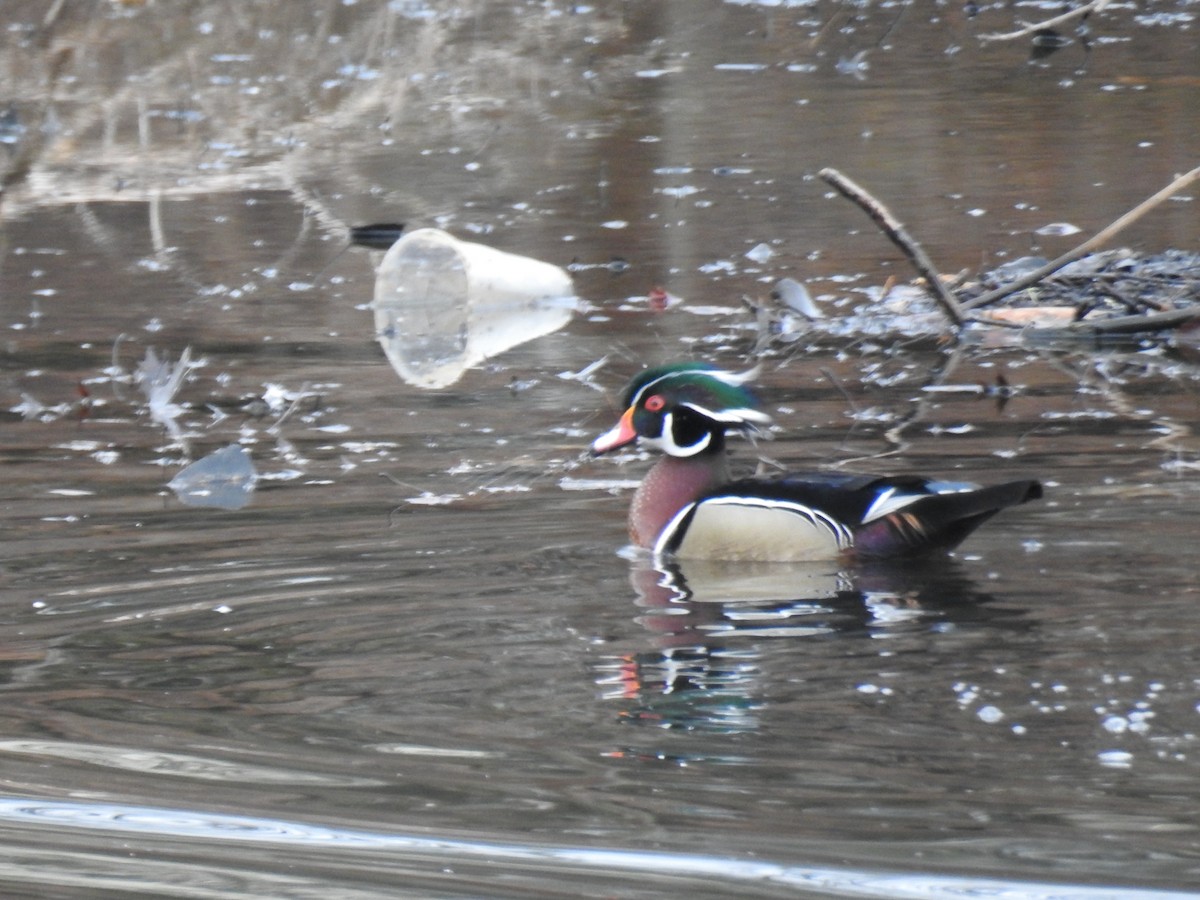 Wood Duck - ML419625771