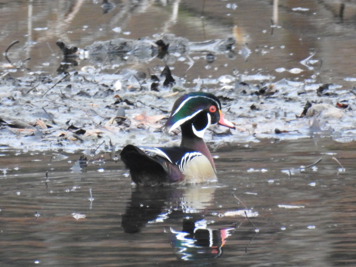 Canard branchu - ML419625781