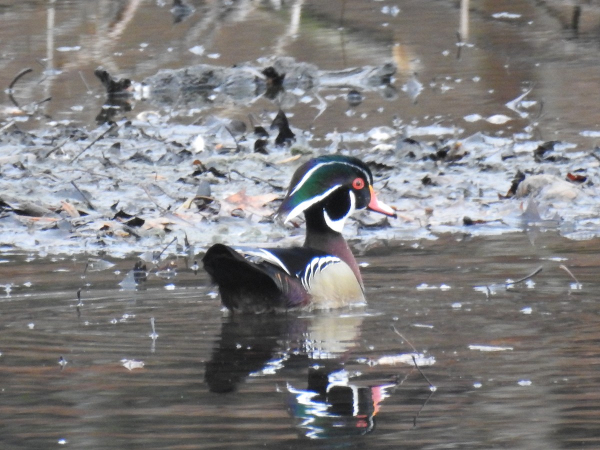 Wood Duck - ML419625781