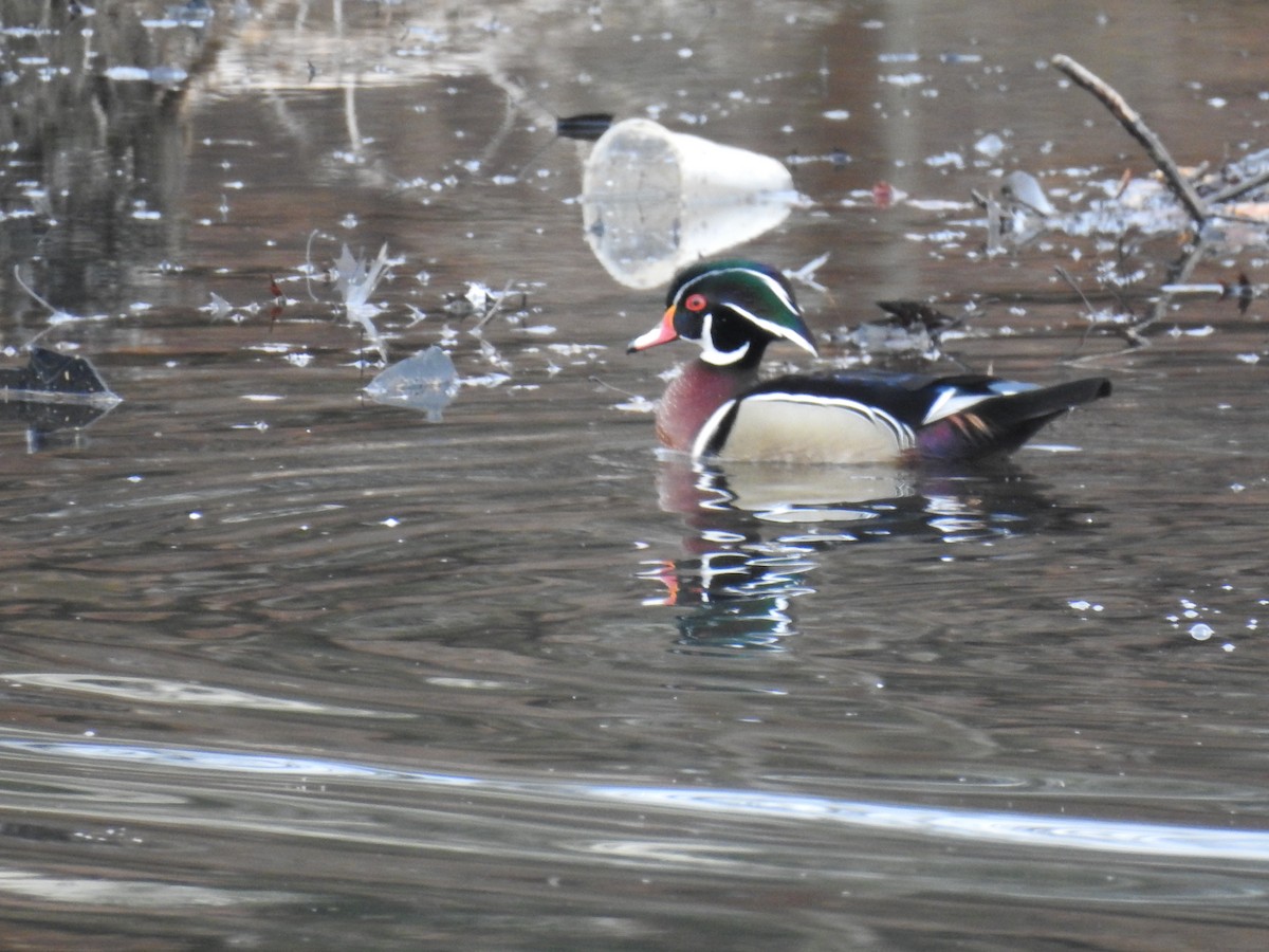 Canard branchu - ML419625791