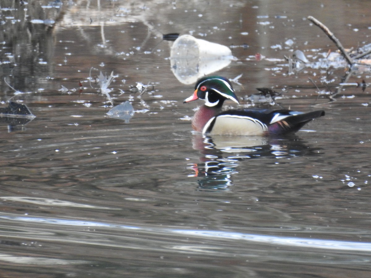 Wood Duck - ML419625791