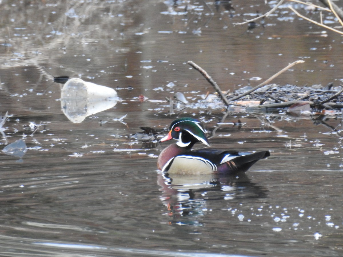 Canard branchu - ML419625801