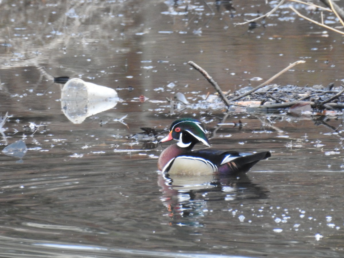 Wood Duck - ML419625801