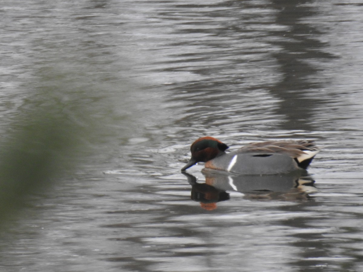 Green-winged Teal - ML419625821