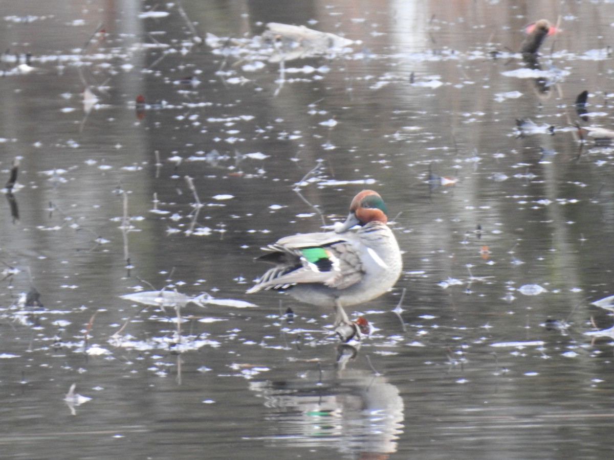 Green-winged Teal - ML419625851