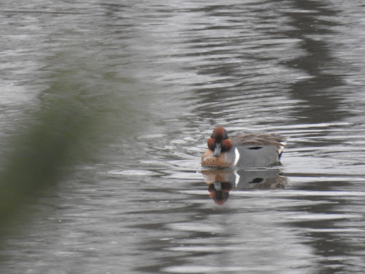 Green-winged Teal - ML419625861