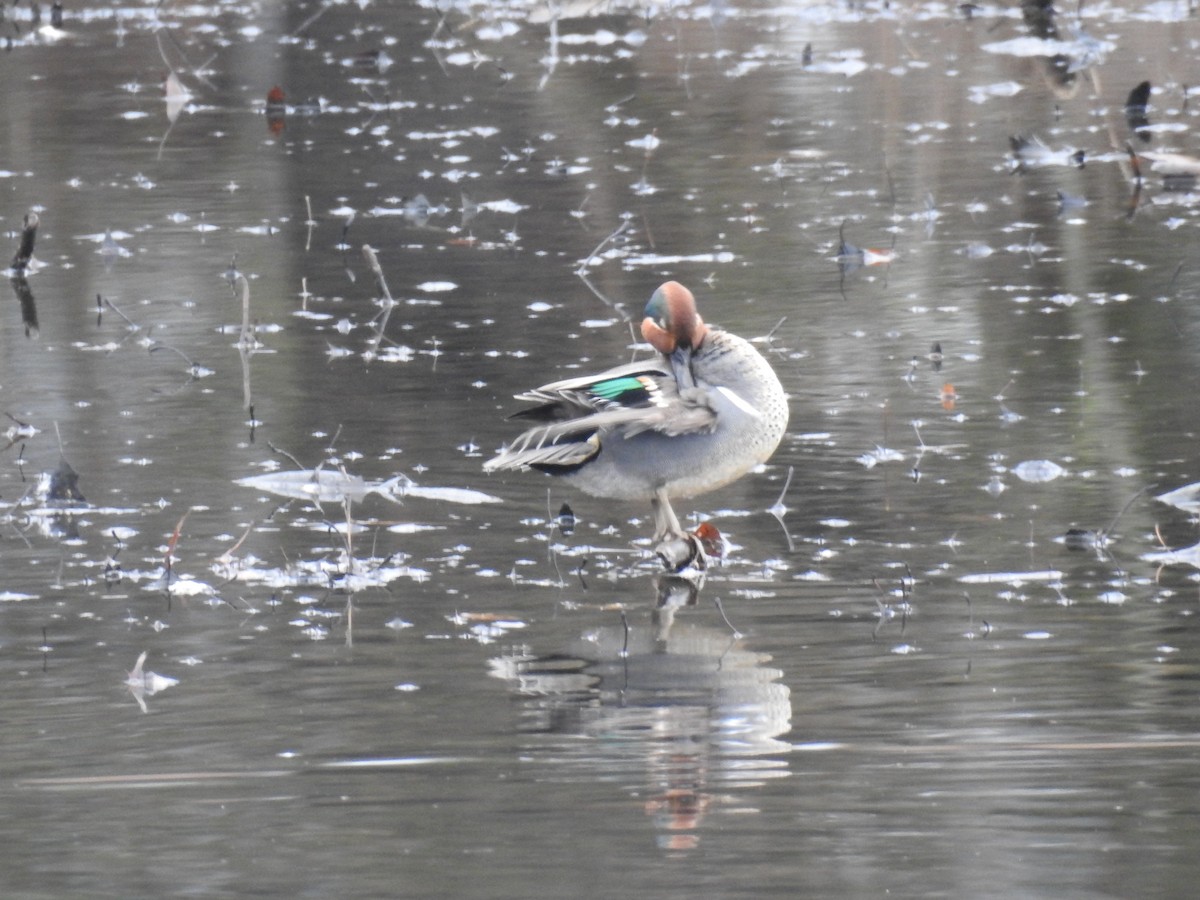 Green-winged Teal - ML419625871