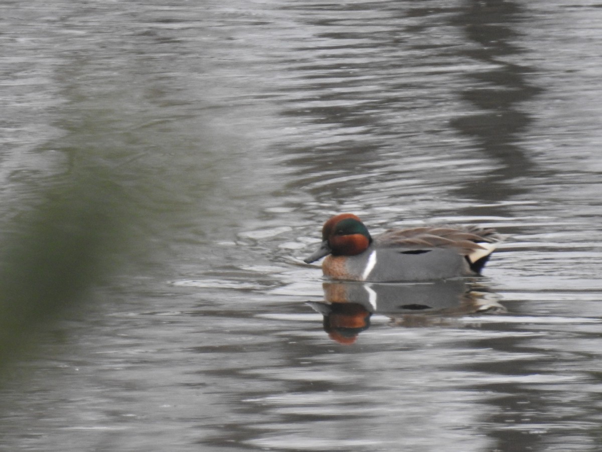 Green-winged Teal - ML419625891