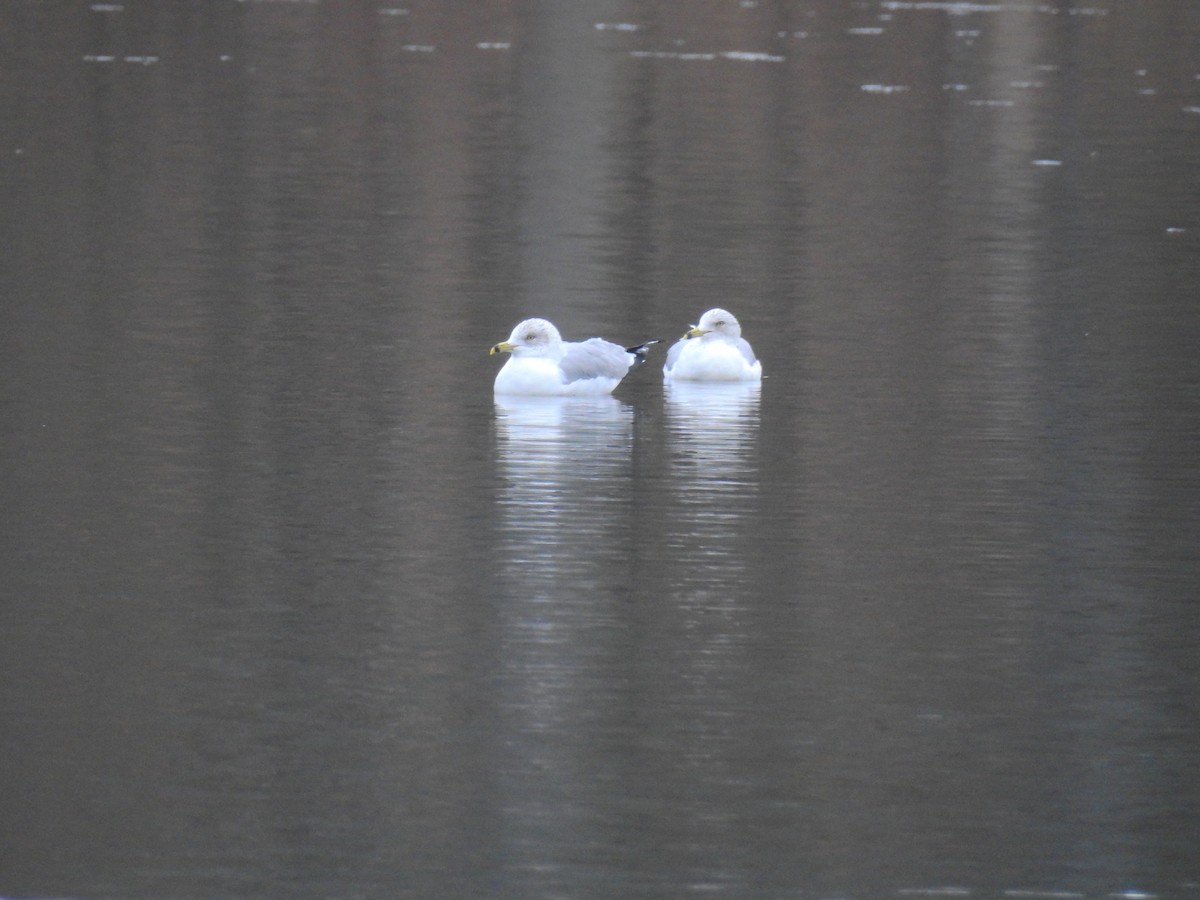 Ring-billed Gull - ML419626081