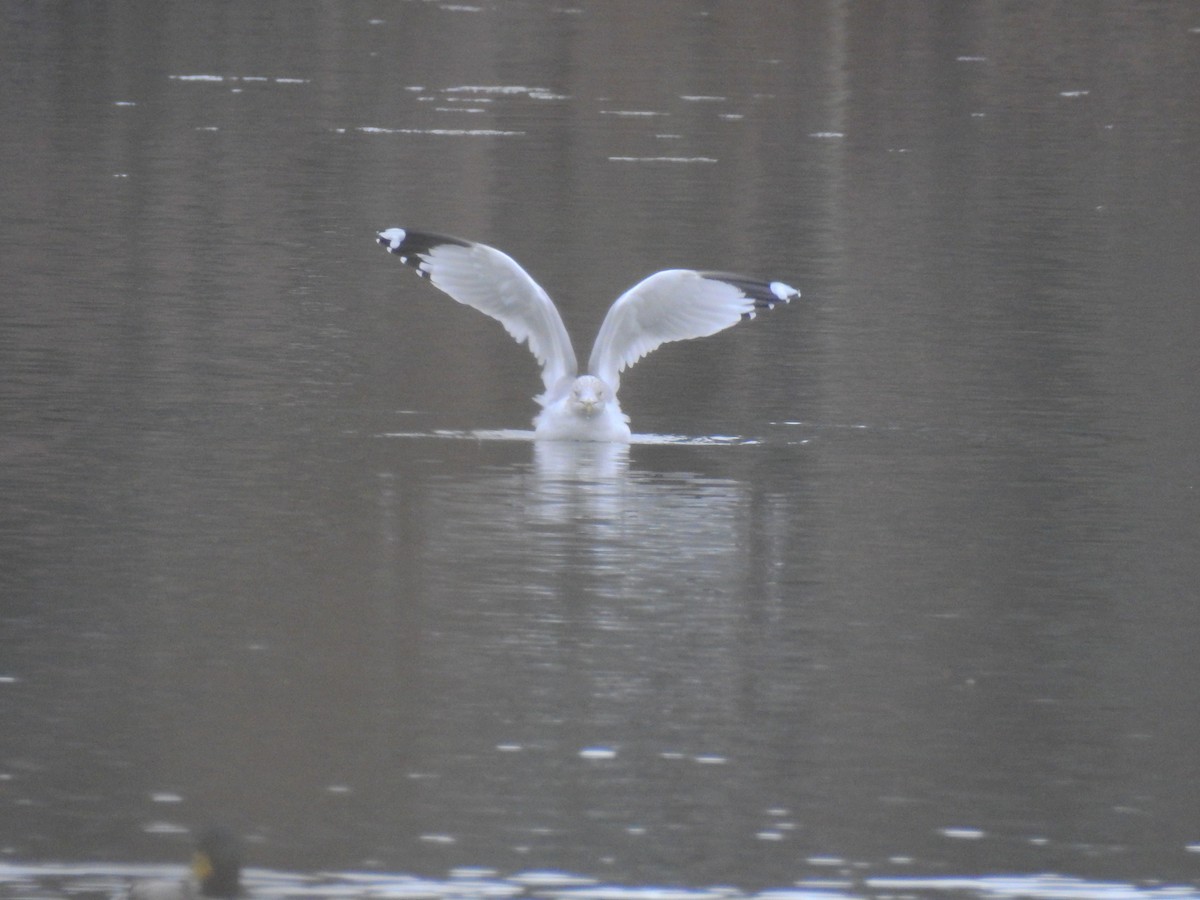 Ring-billed Gull - ML419626091