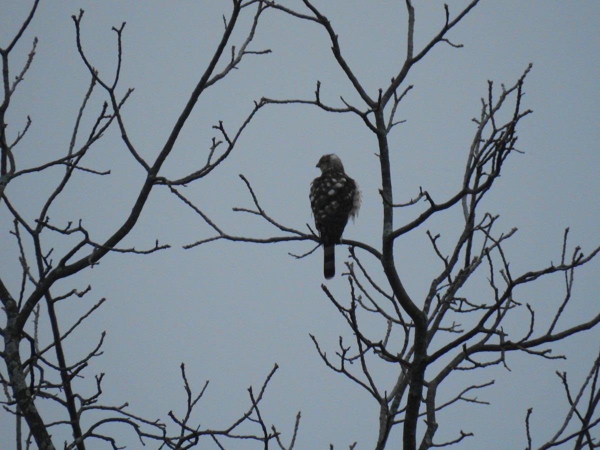 Cooper's Hawk - ML419627551