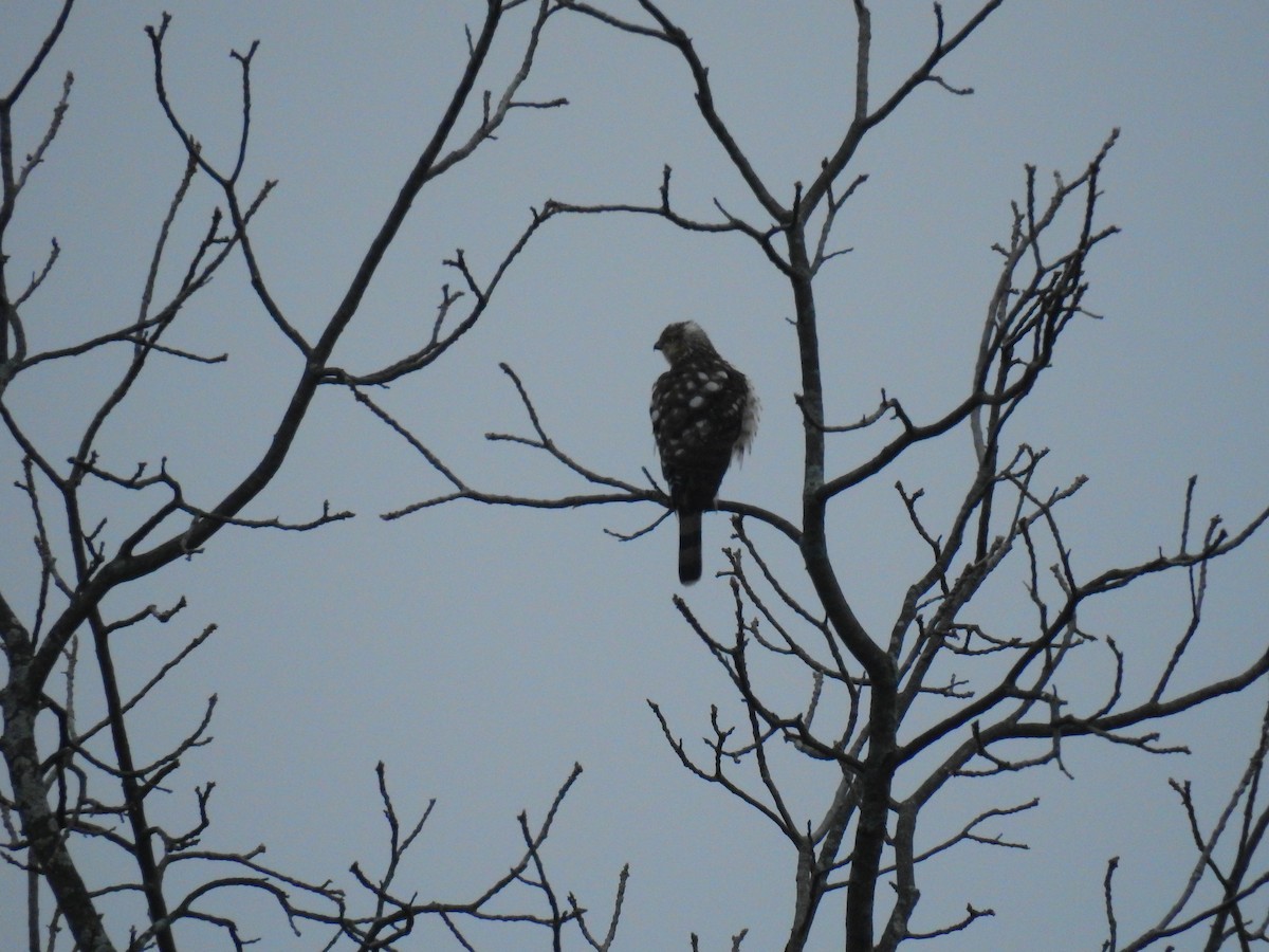 Cooper's Hawk - AMY GRIFFIN