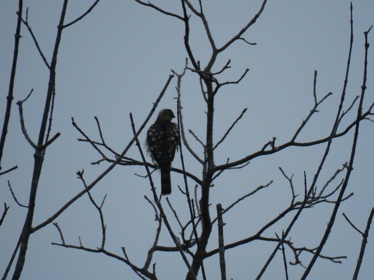 Cooper's Hawk - AMY GRIFFIN