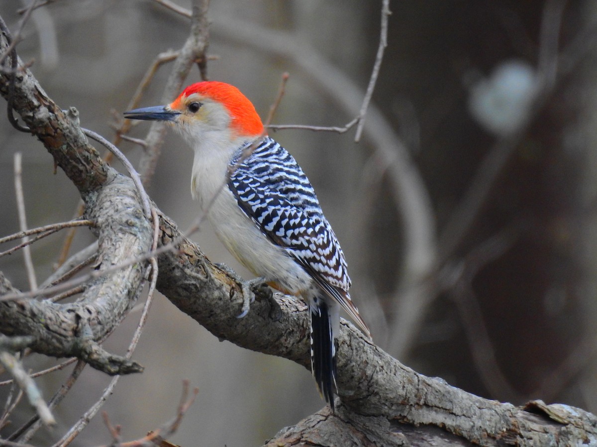 Red-bellied Woodpecker - ML419627591