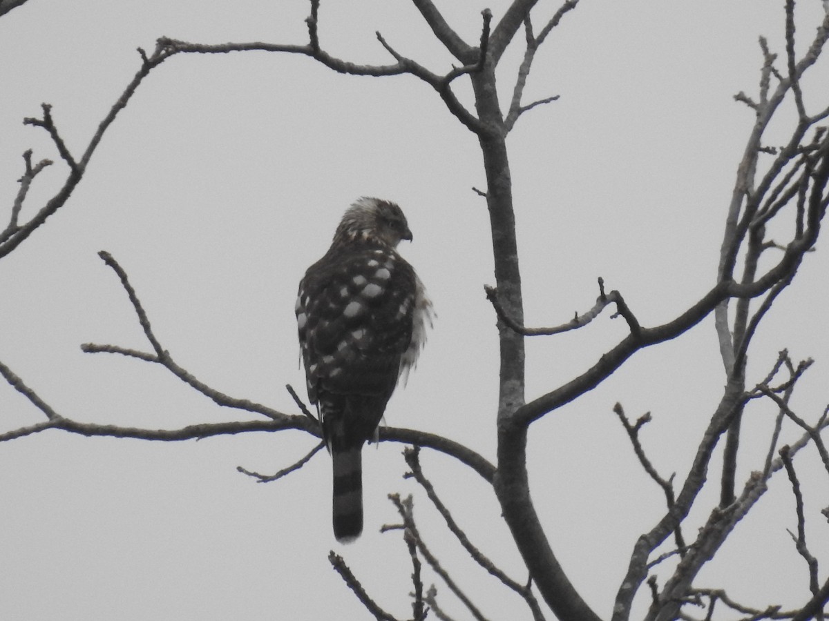 Cooper's Hawk - AMY GRIFFIN