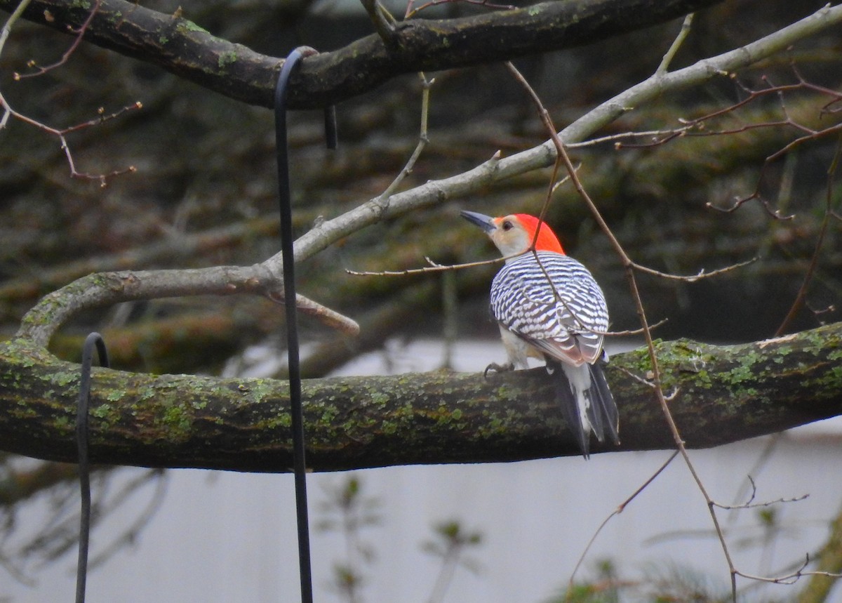 Red-bellied Woodpecker - ML419627621