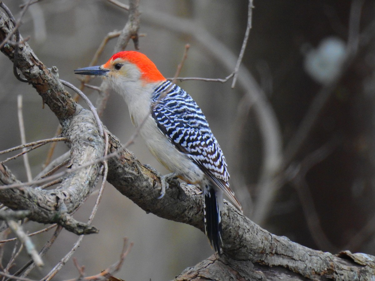 Red-bellied Woodpecker - ML419627661