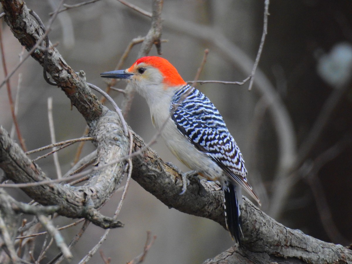 Red-bellied Woodpecker - ML419627671