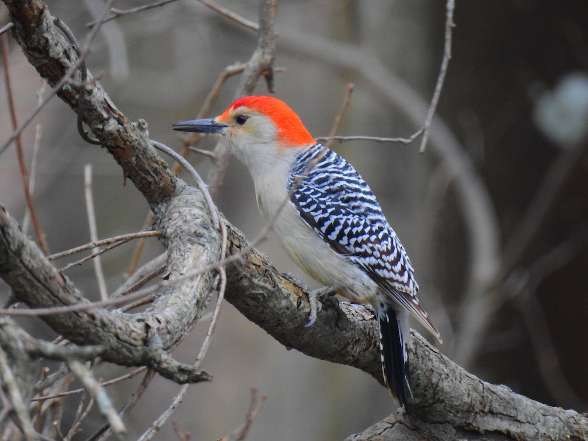 Red-bellied Woodpecker - ML419627691