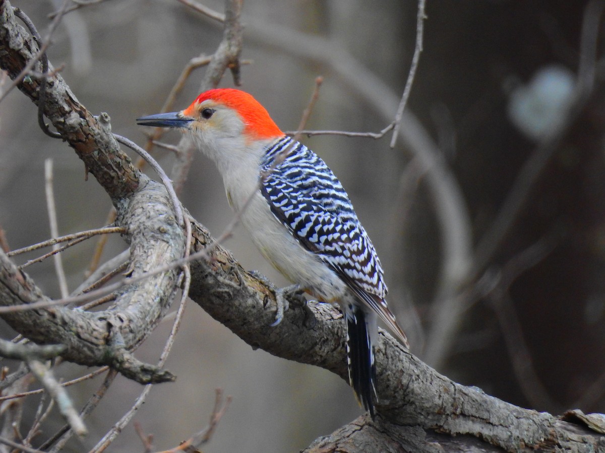 Red-bellied Woodpecker - ML419627751