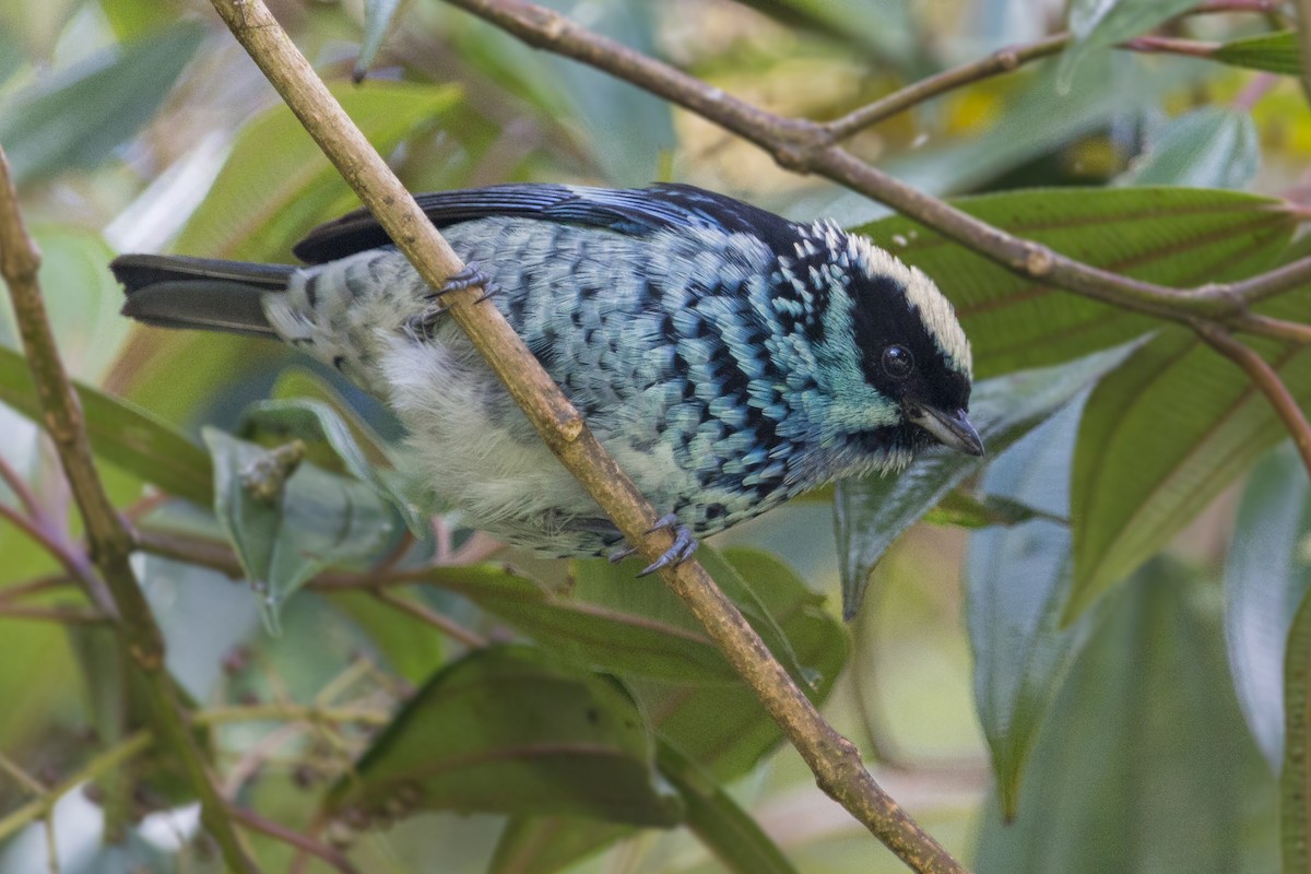 Beryl-spangled Tanager - Oswaldo Hernández Sánchez