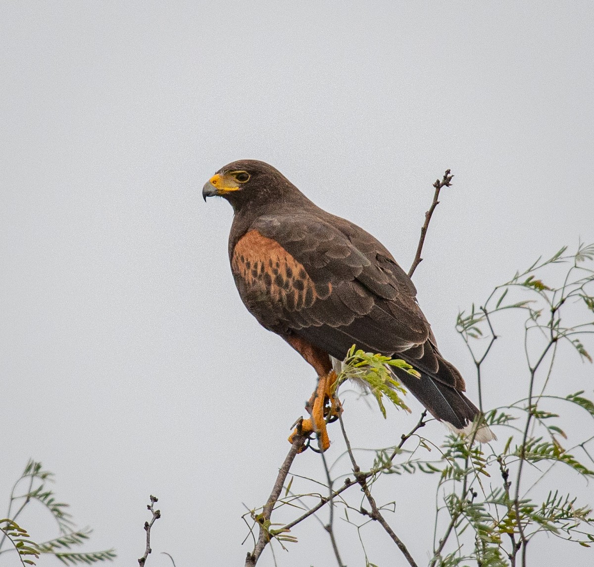 Harris's Hawk - ML419627841