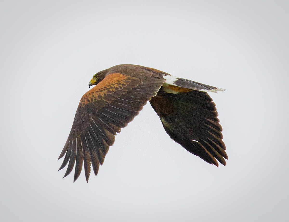 Harris's Hawk - ML419627981