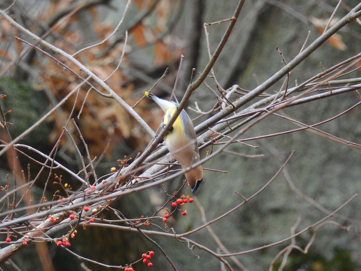 Cedar Waxwing - ML419628271