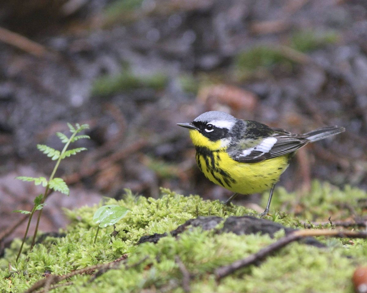 Magnolia Warbler - Doug Hitchcox