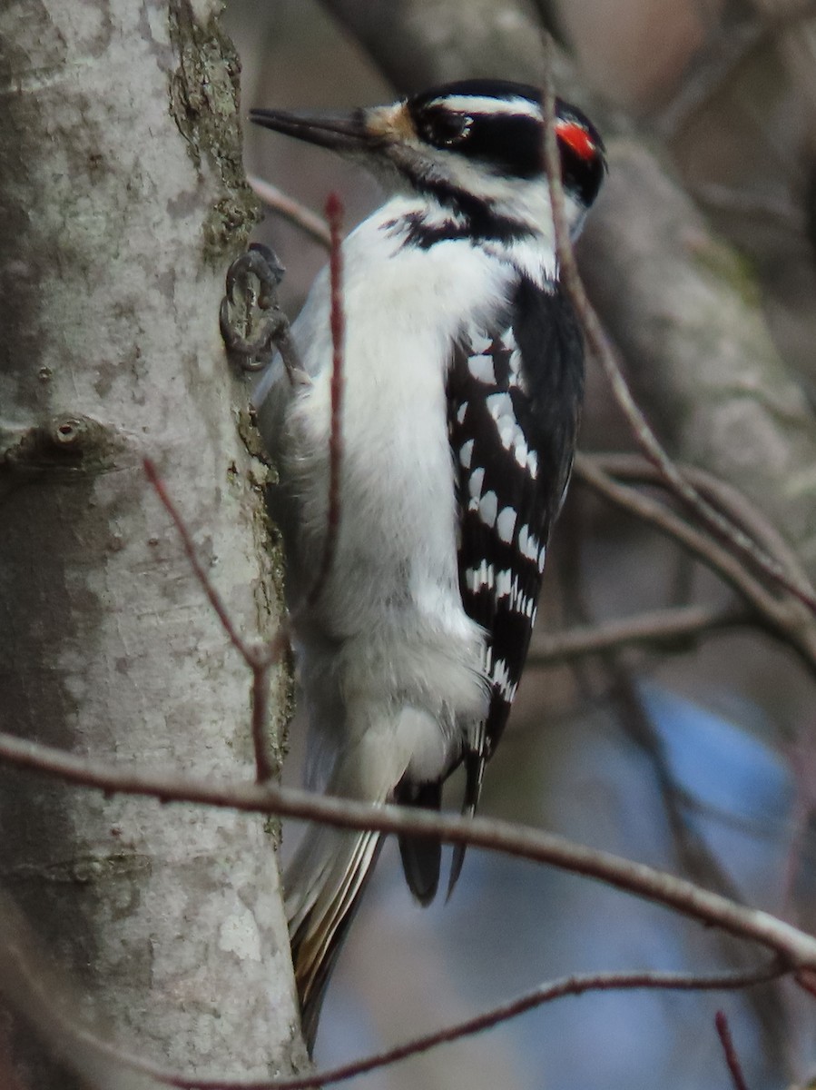 Hairy Woodpecker - ML419629131