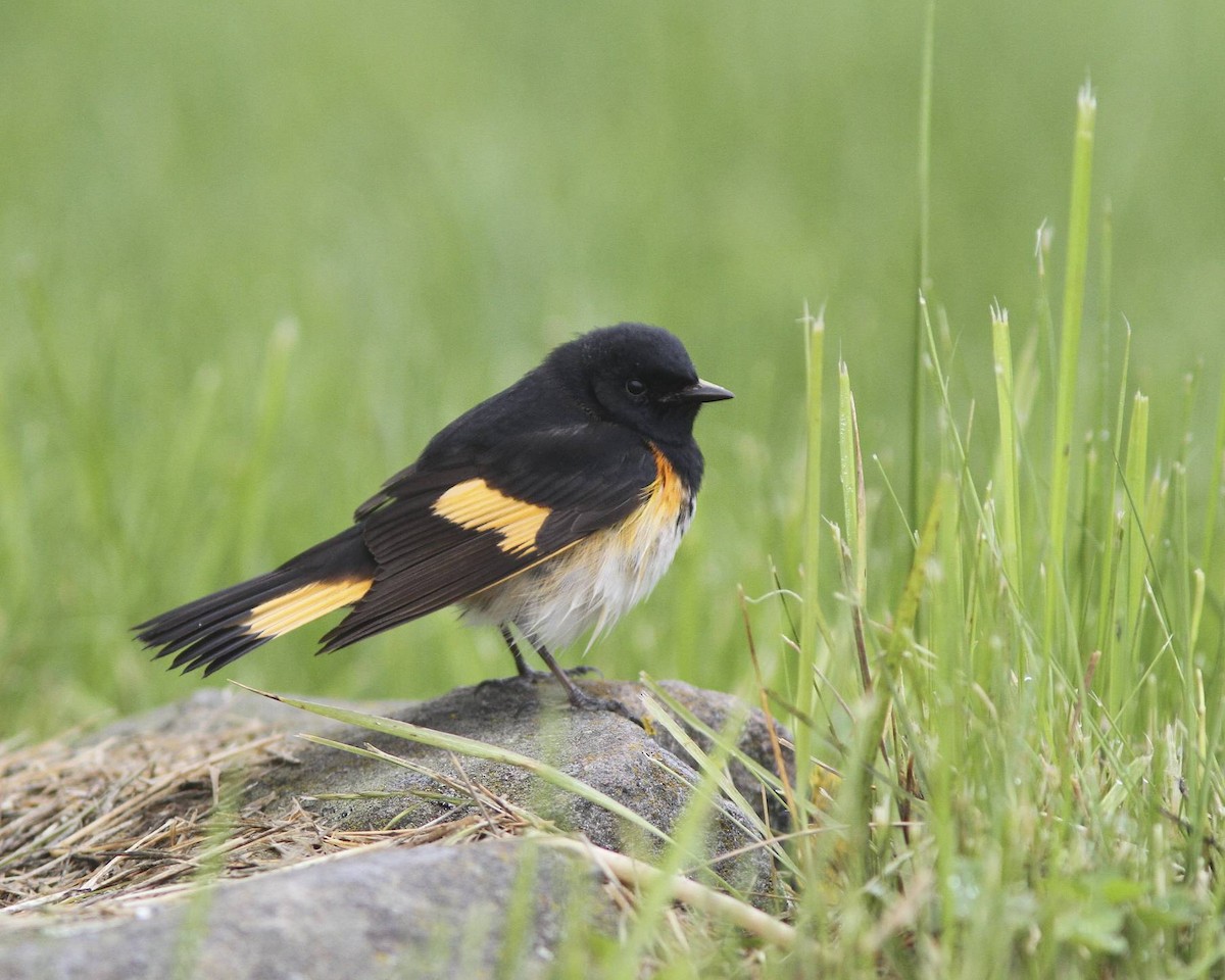 American Redstart - Doug Hitchcox