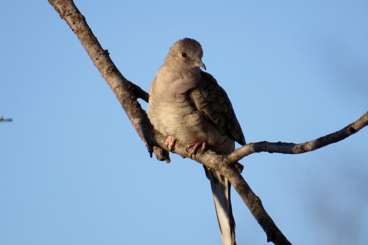 Inca Dove - ML419630111