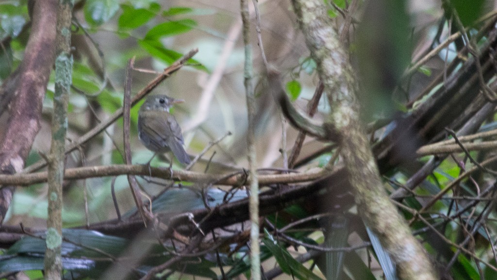 Southern Antpipit - ML419630661