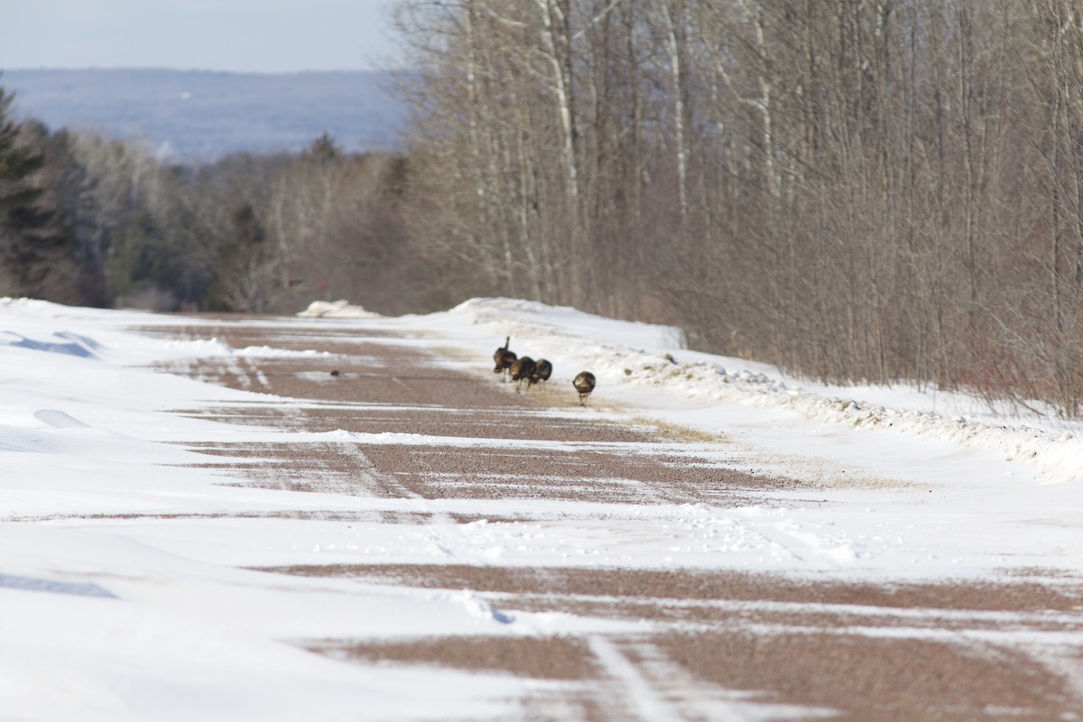 Wild Turkey - ML419631091