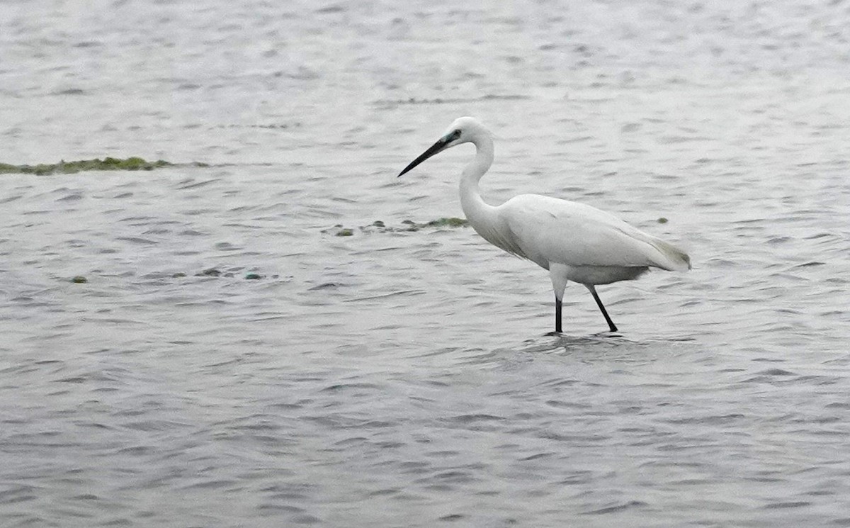 Little Egret - ML419631141