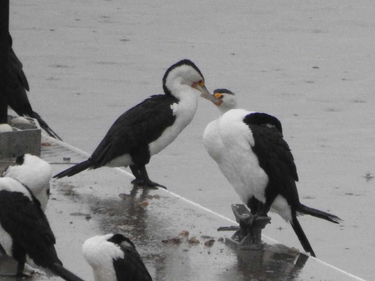 Pied Cormorant - ML419631211