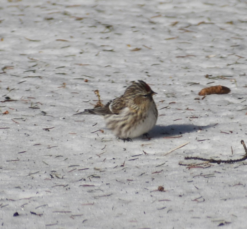 Common Redpoll - ML419634311