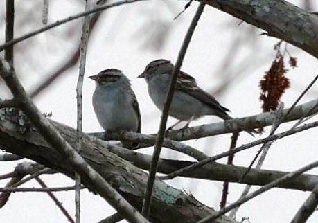 Chipping Sparrow - ML419634361