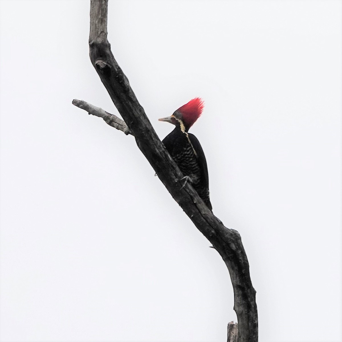 Lineated Woodpecker - ML419636341