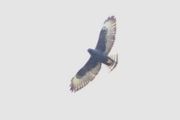 Short-tailed Hawk - ML419636681