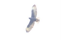 Short-tailed Hawk - ML419636691