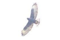 Short-tailed Hawk - ML419636701