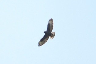 Short-tailed Hawk - Gerson Josue Castellanos Portillo