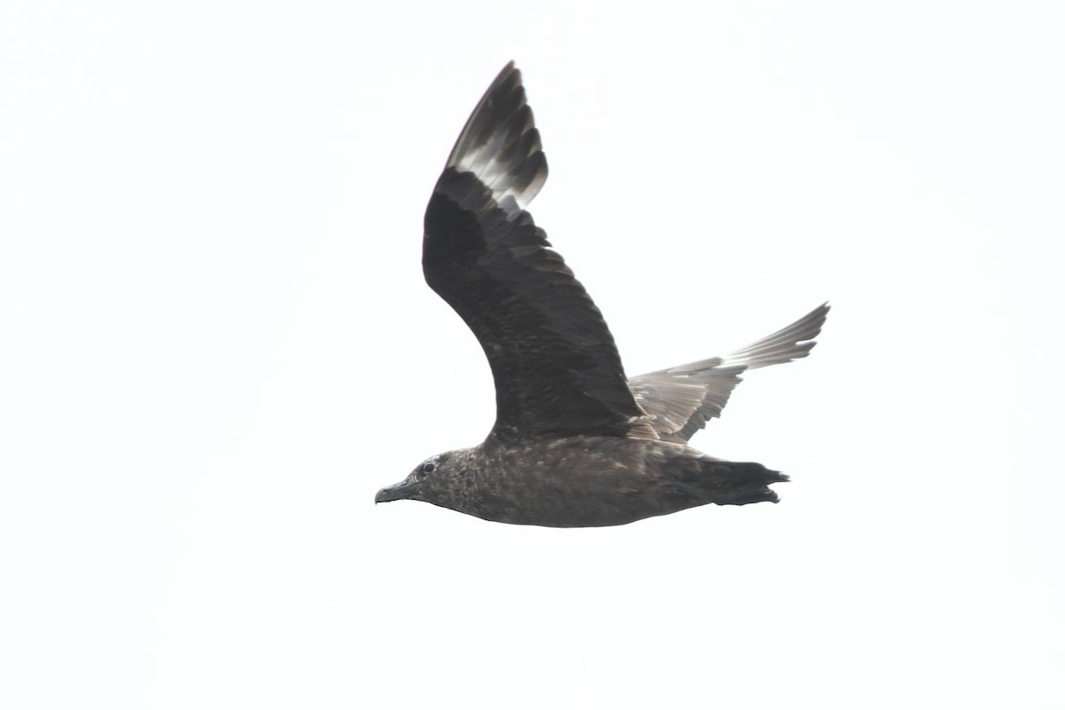 Great Skua - Doug Hitchcox