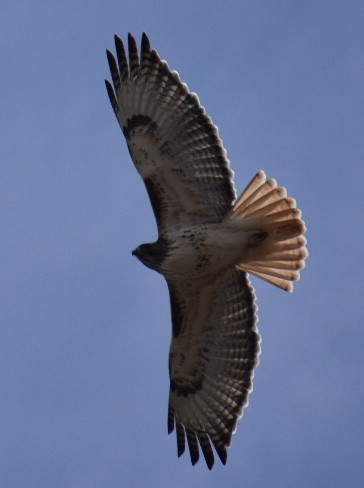 Red-tailed Hawk - ML419638951
